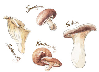 Pilze _ Champignon _ Seitling